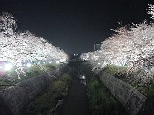 山崎川の花見と夜桜のライトアップ 名古屋を歩く